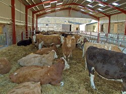 Cattle inside at Cluny Crichton
