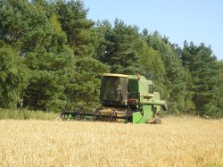 Harvesting barley