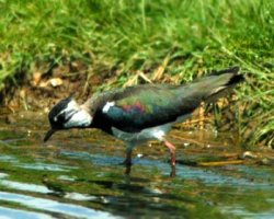 Lapwing picture courtesy of www.copyright-free-pictures.org.uk